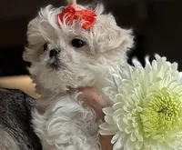 Korean Daisy teacup, a female Maltipoo for sale in Charlotte, NC – Photo 1 of 4