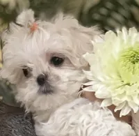 Korean Daisy teacup, a female Maltipoo for sale in Charlotte, NC – Photo 2 of 4
