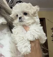 Korean Daisy teacup, a female Maltipoo for sale in Charlotte, NC – Photo 3 of 4
