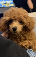 Ginger AKC Teacup, a female Poodle - Toy  for sale in Charlotte, NC – 6 of 10