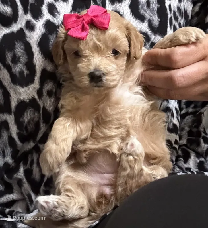 Mocha Korean Teacup – Maltipoo, Poodle - Toy  puppy for sale in Charlotte, NC