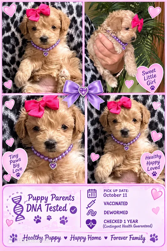 Mocha Korean Teacup – Maltipoo, Poodle - Toy  puppy for sale in Charlotte, NC