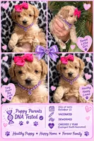 Maple Korean Teacup, a female Maltipoo and Poodle - Toy  for sale in Charlotte, NC – 5 of 9