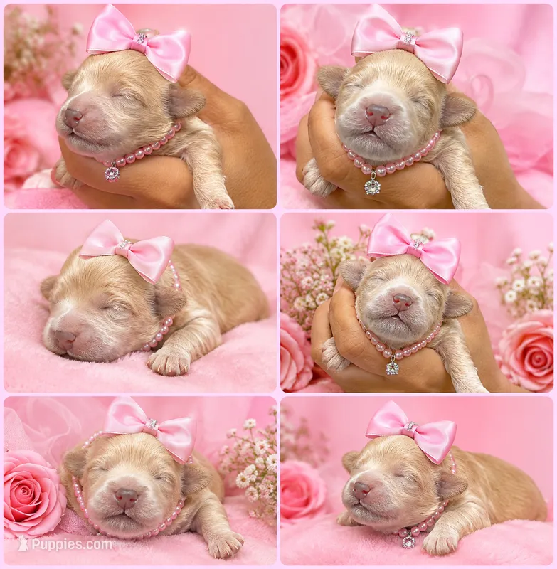 Penny Korean Teacup – Maltipoo, Poodle - Toy  puppy for sale in Charlotte, NC