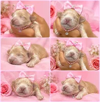 Penny Korean Teacup, a female Maltipoo and Poodle - Toy  for sale in Charlotte, NC – 1 of 3