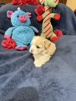 Gigi Korean Tiny Girl, a female Maltipoo and Poodle - Toy  for sale in Charlotte, NC – Photo 8 of 10