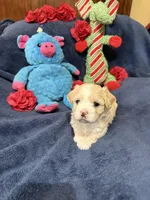 Gigi Korean Tiny Girl, a female Maltipoo and Poodle - Toy  for sale in Charlotte, NC – Photo 5 of 10