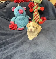 Gigi Korean Tiny Girl, a female Maltipoo and Poodle - Toy  for sale in Charlotte, NC – Photo 1 of 10