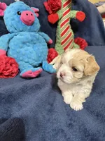 Gigi Korean Tiny Girl, a female Maltipoo and Poodle - Toy  for sale in Charlotte, NC – Photo 10 of 10