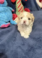 Gigi Korean Tiny Girl, a female Maltipoo and Poodle - Toy  for sale in Charlotte, NC – Photo 3 of 10