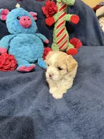 Gigi Korean Tiny Girl, a female Maltipoo and Poodle - Toy  for sale in Charlotte, NC – Photo 9 of 10