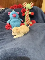 Gigi Korean Tiny Girl, a female Maltipoo and Poodle - Toy  for sale in Charlotte, NC – Photo 4 of 10