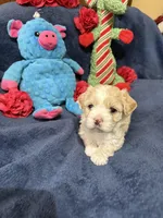 Gigi Korean Tiny Girl, a female Maltipoo and Poodle - Toy  for sale in Charlotte, NC – Photo 6 of 10