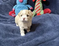 Gigi Korean Tiny Girl, a female Maltipoo and Poodle - Toy  for sale in Charlotte, NC – Photo 2 of 10