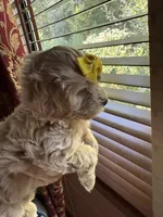 Maple Korean Teacup, a female Maltipoo and Poodle - Toy  for sale in Charlotte, NC – 4 of 9