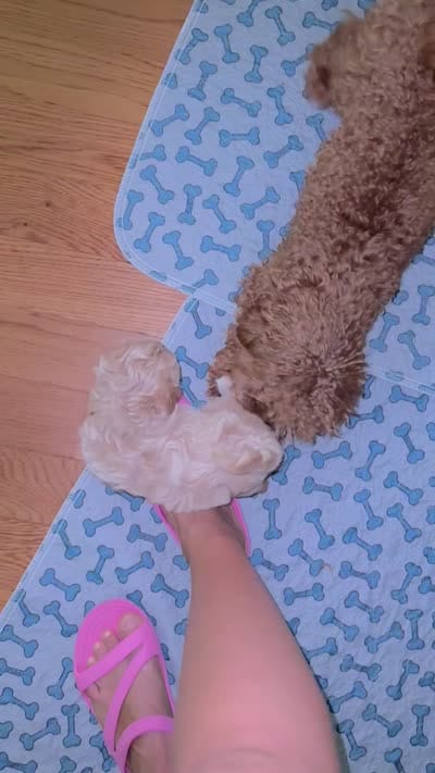 Maple Korean Teacup, a female Maltipoo and Poodle - Toy  for sale in Charlotte, NC – 6 of 9