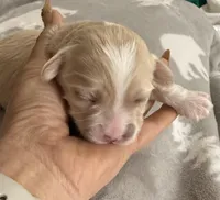 Korean Boy, a male Maltipoo and Maltese for sale in Charlotte, NC – Photo 1 of 7
