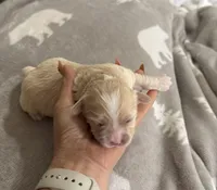 Korean Boy, a male Maltipoo and Maltese for sale in Charlotte, NC – Photo 3 of 7