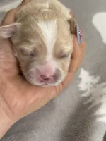 Korean Boy, a male Maltipoo and Maltese for sale in Charlotte, NC – Photo 6 of 7