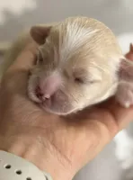 Korean Boy, a male Maltipoo and Maltese for sale in Charlotte, NC – Photo 4 of 7