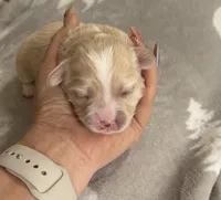 Korean Boy, a male Maltipoo and Maltese for sale in Charlotte, NC – Photo 2 of 7