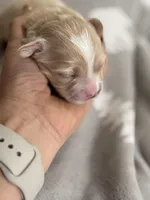 Korean Boy, a male Maltipoo and Maltese for sale in Charlotte, NC – Photo 5 of 7