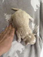 Korean Boy, a male Maltipoo and Maltese for sale in Charlotte, NC – Photo 7 of 7