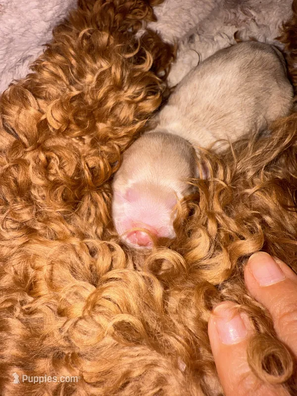 Rosie Korean Teacup – Maltipoo, Poodle - Toy  puppy for sale in Charlotte, NC