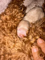 Rosie Korean Teacup, a female Maltipoo and Poodle - Toy  for sale in Charlotte, NC – 1 of 10