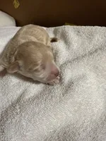 Rosie Korean Teacup, a female Maltipoo and Poodle - Toy  for sale in Charlotte, NC – 7 of 10