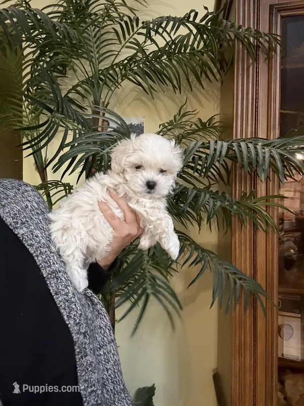 Lily Korean Maltipoo