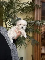 Lily Korean Maltipoo, a female Maltipoo and Maltese for sale in Charlotte, NC – Photo 1 of 4