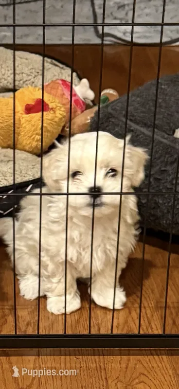 Korean Maltipoo