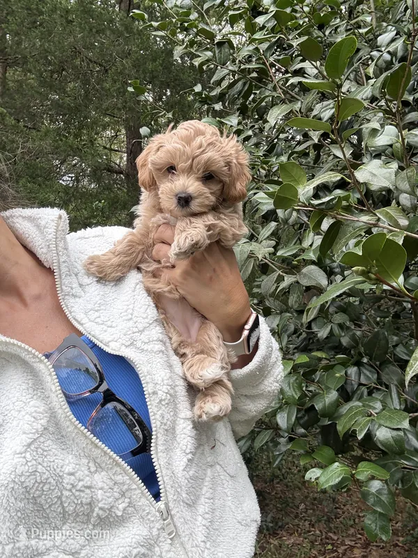 Maple Korean Teacup – Maltipoo, Poodle - Toy  puppy for sale in Charlotte, NC