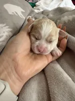 Korean girl , a female Maltipoo and Maltese for sale in Charlotte, NC – Photo 5 of 9