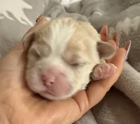 Korean girl , a female Maltipoo and Maltese for sale in Charlotte, NC – Photo 1 of 9