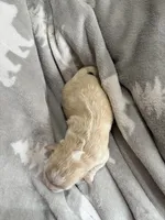 Korean girl , a female Maltipoo and Maltese for sale in Charlotte, NC – Photo 7 of 9