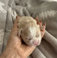 Korean girl , a female Maltipoo and Maltese for sale in Charlotte, NC – Photo 3 of 9