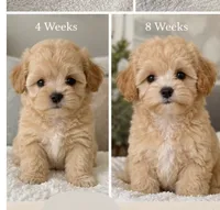Penny Korean Teacup, a female Maltipoo and Poodle - Toy  for sale in Charlotte, NC – 3 of 3
