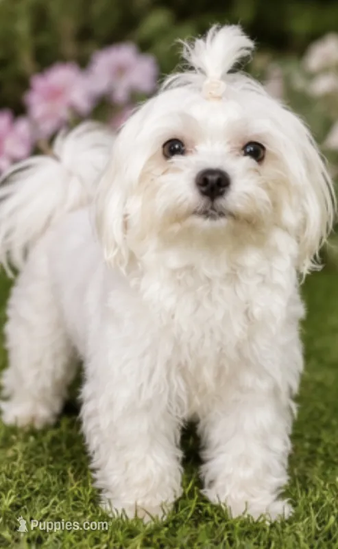 Milo Korean Teacup – Maltese puppy for sale in Charlotte, NC