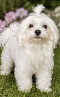 Milo Korean Teacup, a male Maltese for sale in Charlotte, NC – 4 of 5