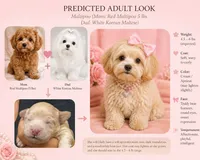 Penny Korean Teacup, a female Maltipoo and Poodle - Toy  for sale in Charlotte, NC – 2 of 3
