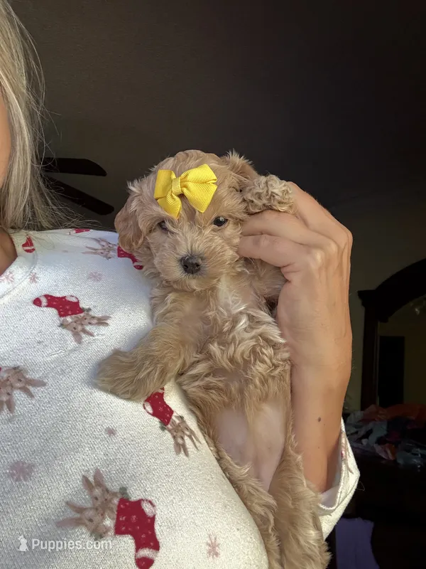 Mocha Korean Teacup – Maltipoo, Poodle - Toy  puppy for sale in Charlotte, NC