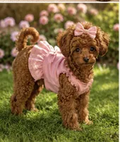 Cherry Korean Teacup, a female Maltipoo and Poodle - Toy  for sale in Charlotte, NC – 3 of 6