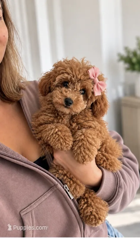 Ginger AKC Teacup – Poodle - Toy  puppy for sale in Charlotte, NC