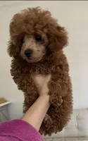 Ginger AKC Teacup, a female Poodle - Toy  for sale in Charlotte, NC – 5 of 10