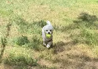 Macie, a female Maltipoo and Poodle - Toy  for sale in Charlotte, NC – Photo 3 of 3