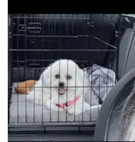 Macie, a female Maltipoo and Poodle - Toy  for sale in Charlotte, NC – Photo 1 of 3