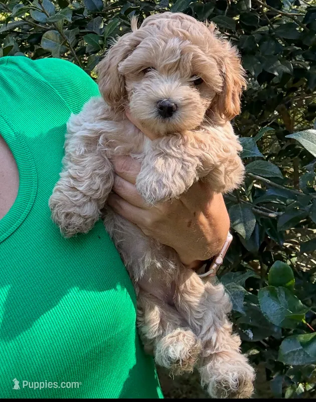 Maple Korean Teacup – Maltipoo, Poodle - Toy  puppy for sale in Charlotte, NC