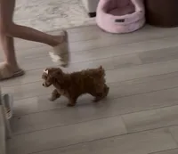 Ginger AKC Teacup, a female Poodle - Toy  for sale in Charlotte, NC – 8 of 10